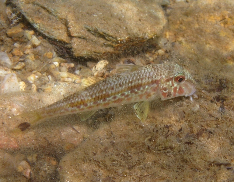 Mullus barbatus (Linnaeus, 1758)